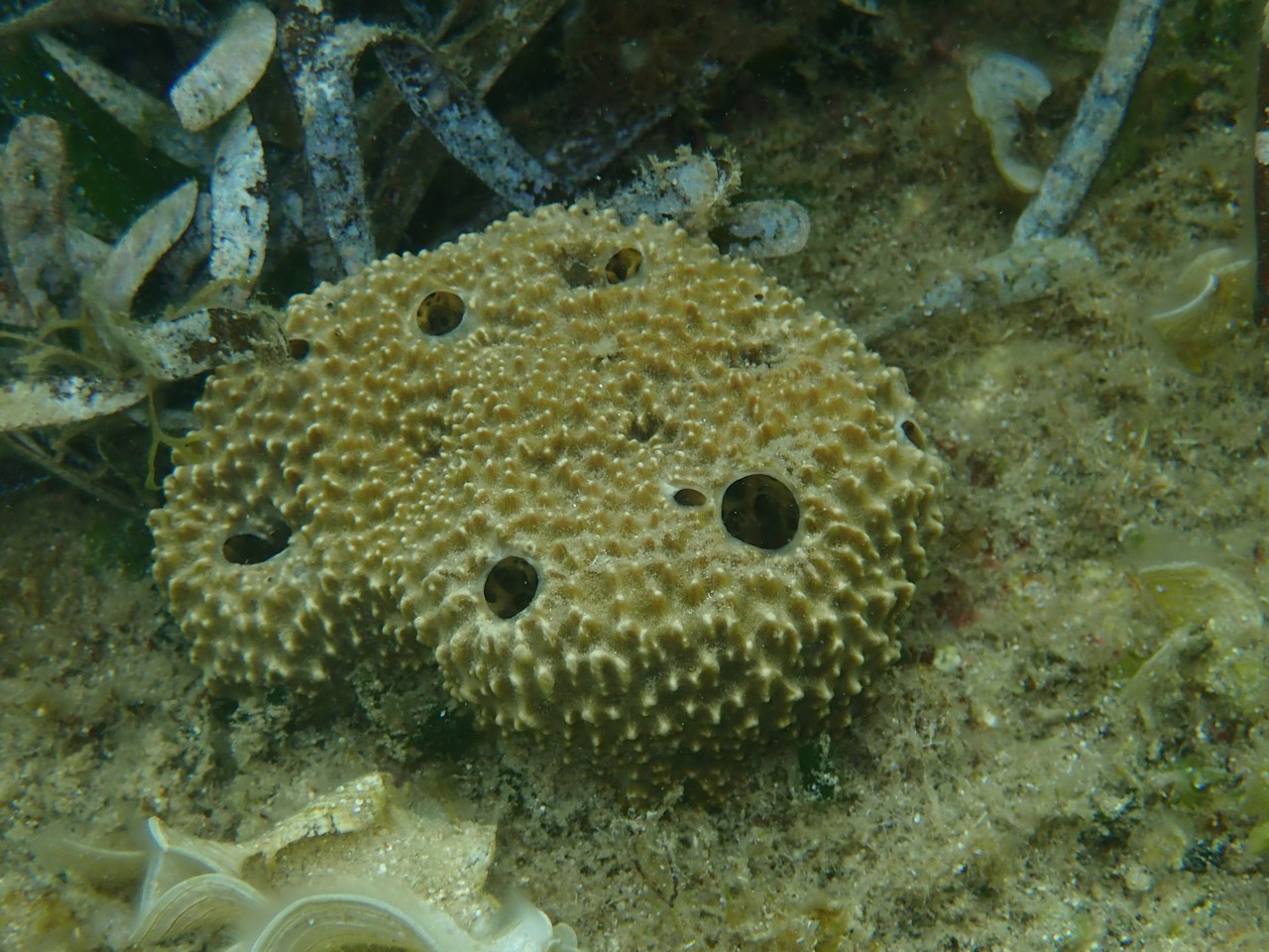 Sarcotragus fasciculatus
